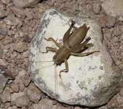 Ateloplus coconino