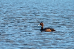 Netta erythrophthalma