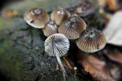 Mycena atroincrustata