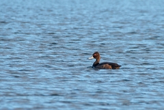 Netta erythrophthalma