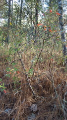 Clinopodium macrostemum