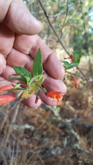 Clinopodium macrostemum