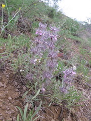 Stachys lavandulifolia