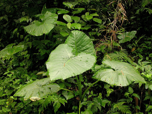 Xanthosoma brevispathaceum