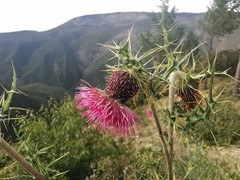 Cirsium pringlei