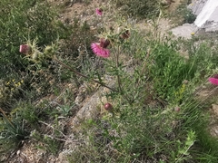 Cirsium pringlei