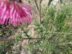 Cirsium pringlei