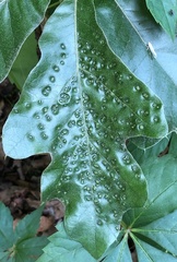 Callirhytis bipapillata