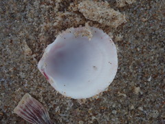 Acrosterigma kerslakae