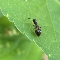 Synemosyna formica