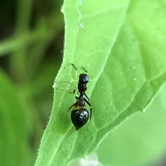Synemosyna formica