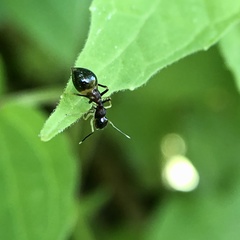 Synemosyna formica