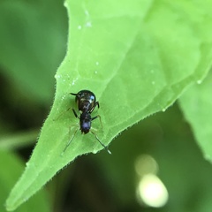 Synemosyna formica