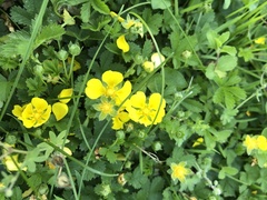 Potentilla reptans