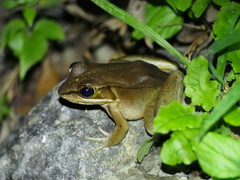 Lithobates maculatus