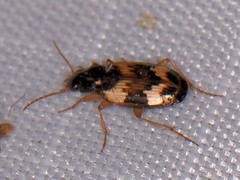 Tetragonoderus fasciatus