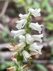Spiranthes sylvatica