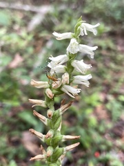 Spiranthes sylvatica