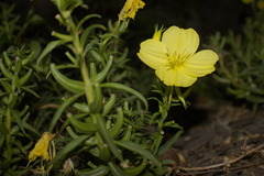 Oenothera argillicola