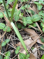 Spiranthes sylvatica