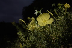 Oenothera argillicola