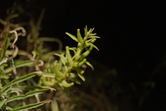 Oenothera argillicola