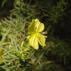 Oenothera argillicola
