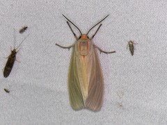 Pygarctia abdominalis