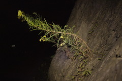 Oenothera argillicola