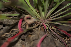 Oenothera argillicola