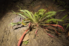 Oenothera argillicola