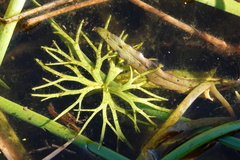 Ranunculus inundatus