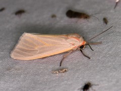 Pygarctia abdominalis