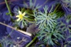 Ranunculus inundatus