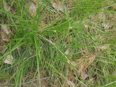Carex pediformis macroura