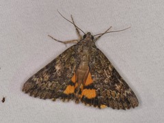 Catocala micronympha