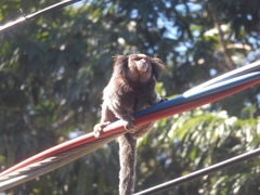 Callithrix penicillata