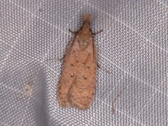 Dichomeris ventrellus