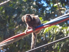 Callithrix penicillata