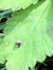 Deloyala guttata