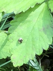 Deloyala guttata