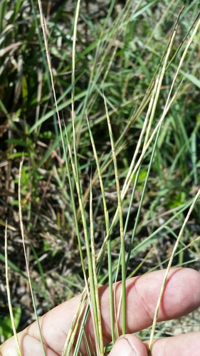 Image of Crimson Bluestem (Schizachyrium sanguineum) by (c) Jay Horn, some rights reserved (CC BY)