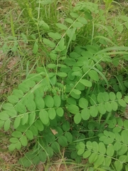 Astragalus glycyphyllos