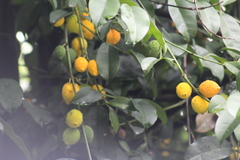 Garcinia madruno, photograph (c) GERMAN LEONEL SARMIENTO CRUZ, some rights reserved (CC BY)