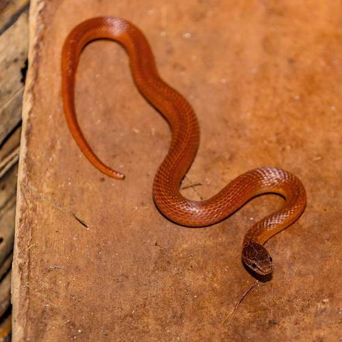 Pine Woods Littersnake