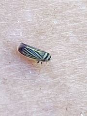 Amblysellus curtisii