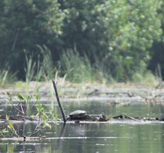 Trachemys grayi grayi