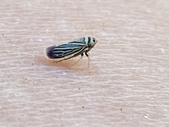 Amblysellus curtisii