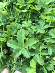 Potentilla reptans