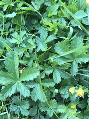 Potentilla reptans